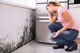 Best Mold Damage Restoration  in USA